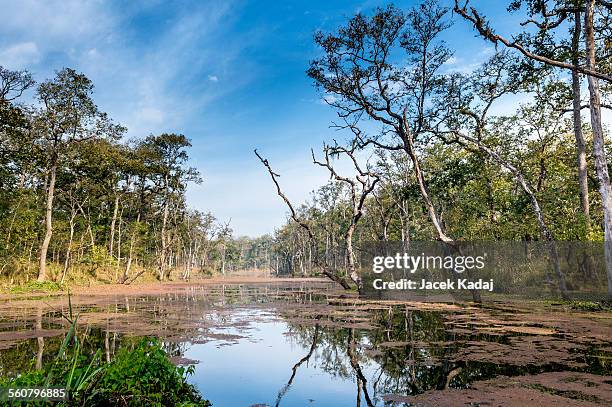 nepal jungle (chitwan) - chitwan stock pictures, royalty-free photos & images