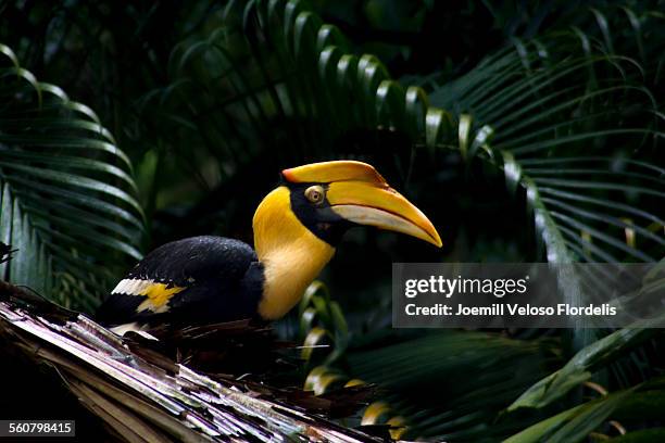 great hornbill - hornbill stock pictures, royalty-free photos & images
