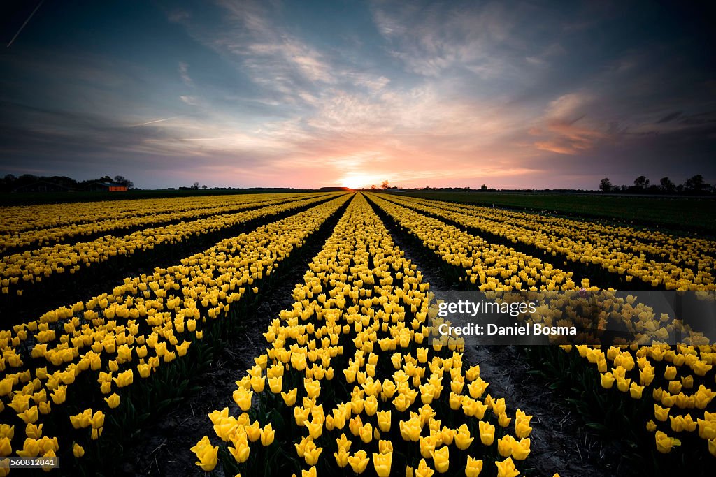 Yello tulip field in the Netherlands during sunset