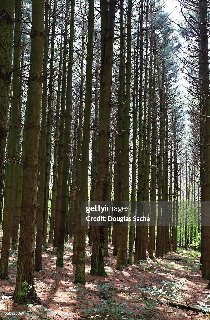 Old Growth Of Eastern White Pine Trees HighRes Stock Photo Getty Images