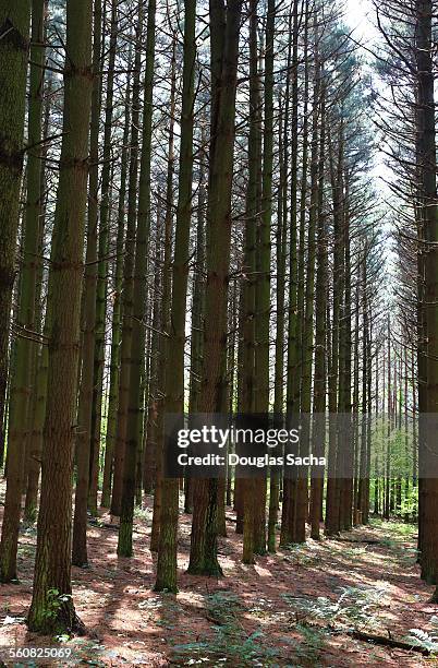 old growth of eastern white pine trees - eastern white pine stock pictures, royalty-free photos & images