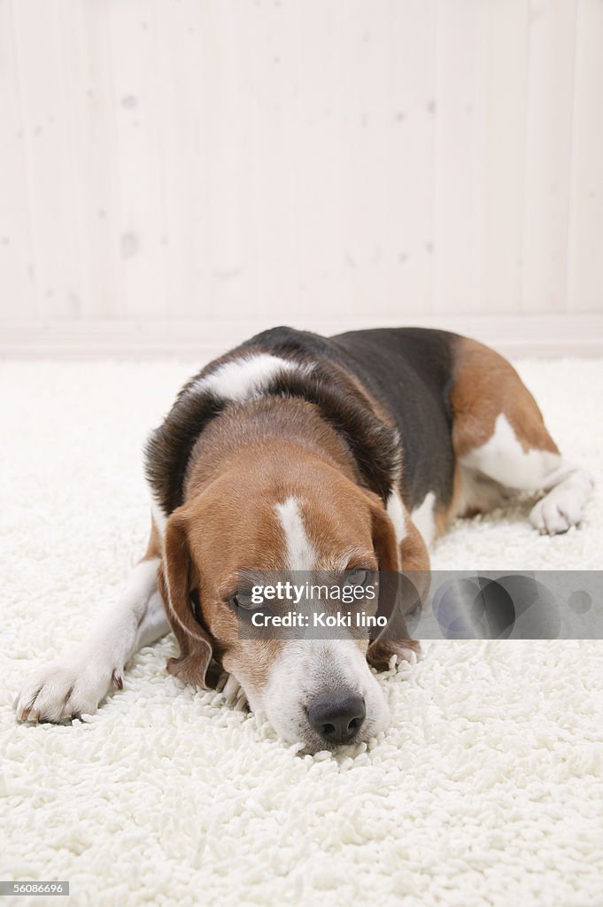 Beagle looking at camera