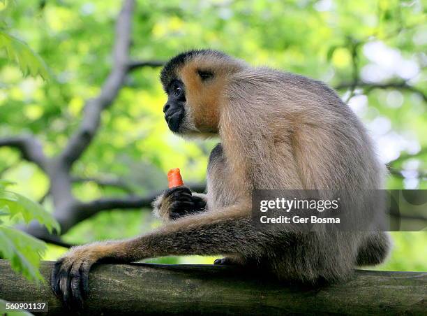 female northern white cheeked gibbon - northern white cheeked gibbon stock pictures, royalty-free photos & images