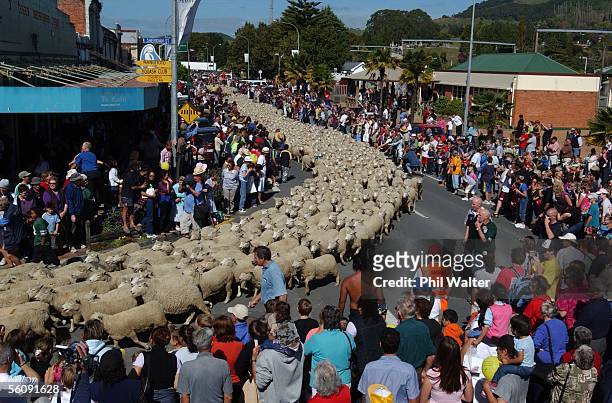 Two thousand sheep make their way through the main street of Te Kuiti, New Zealand, Saturday, April 3rd, 2004 in the 'running of the sheep', part of...