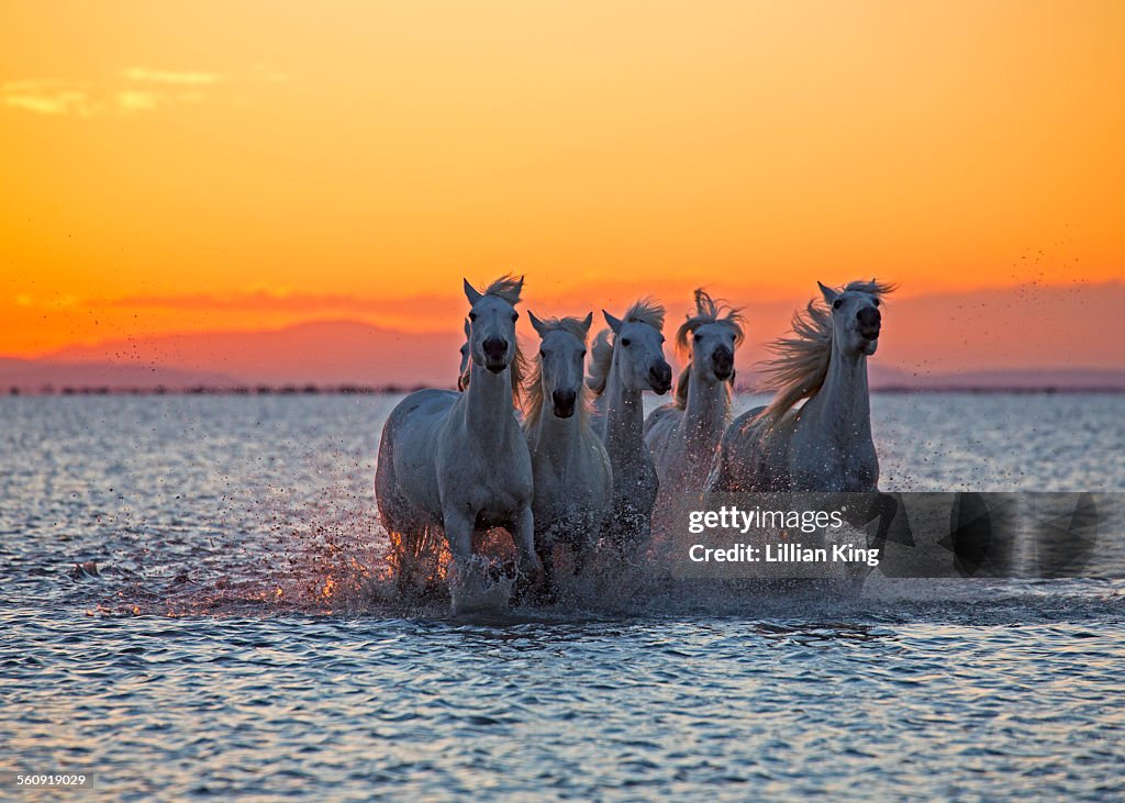 Stallions racing in sea