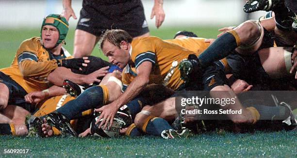 Wallabies Ruck 19 Wallaby Fight Stock Photos, High-Res Pictures, and Images - Getty Images