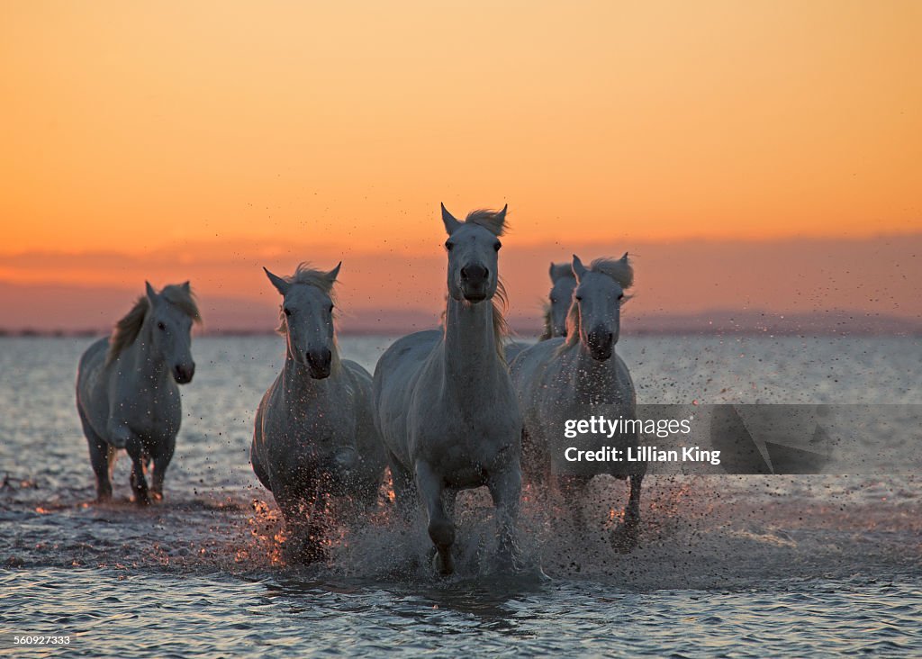 Horses in a sunrise