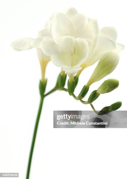 freesia - bouton de fleur photos et images de collection