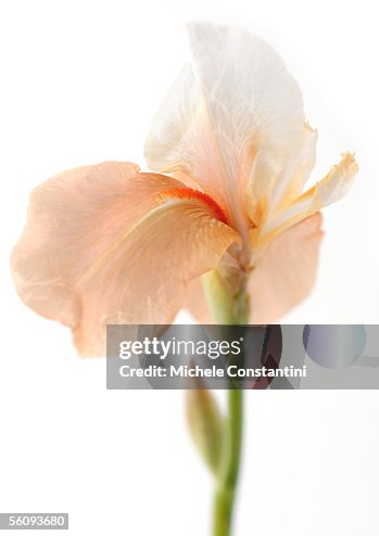 Iris Iris