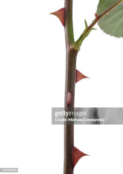 rose stem with thorns - épine caractéristiques de la végétation photos et images de collection