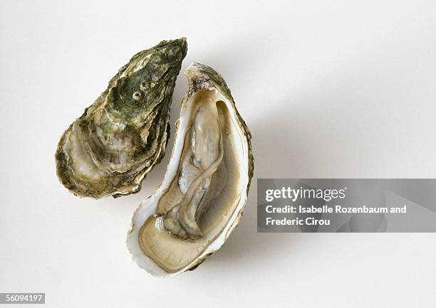 oyster - ostron bildbanksfoton och bilder