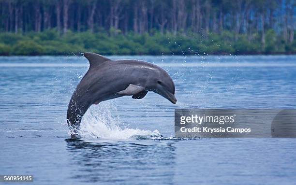 dolphin jump up the water - panama wildlife stock pictures, royalty-free photos & images