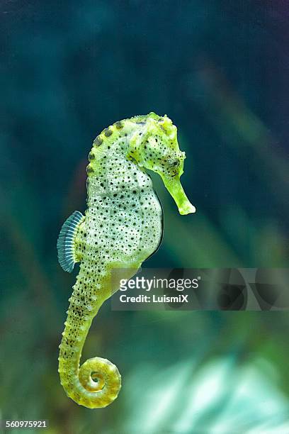 an elegant seahorse - sea horse stock pictures, royalty-free photos & images