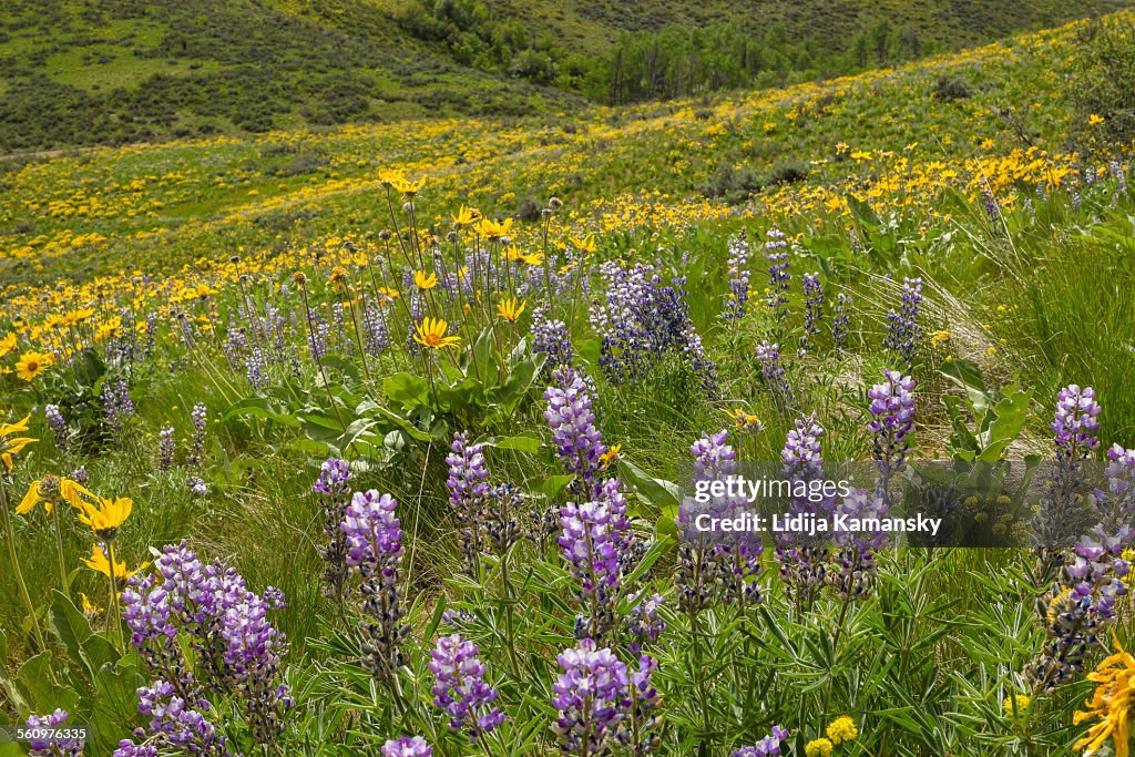Spring Wildfloweres Spring Wildflowers High-Res Stock Photo - Getty Images