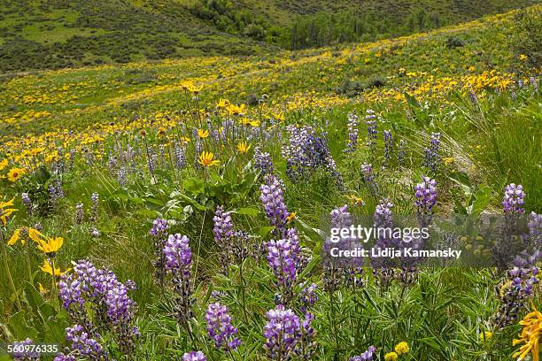 Spring Wildflowers High-Res Stock Photo - Getty Images