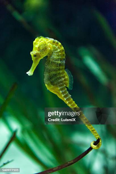 sseahorse is fastened with its tail - seahorse stock pictures, royalty-free photos & images