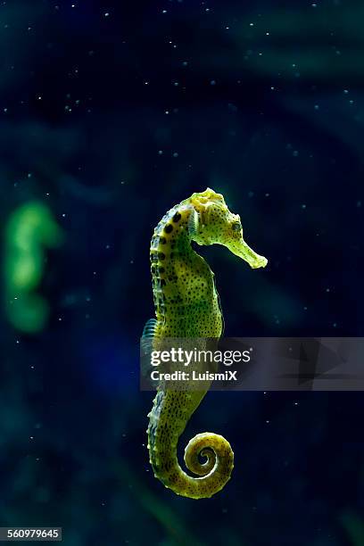 green on blue - seahorse stock pictures, royalty-free photos & images