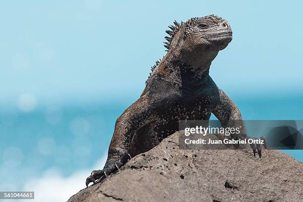 iguana - islas galápagos fotografías e imágenes de stock