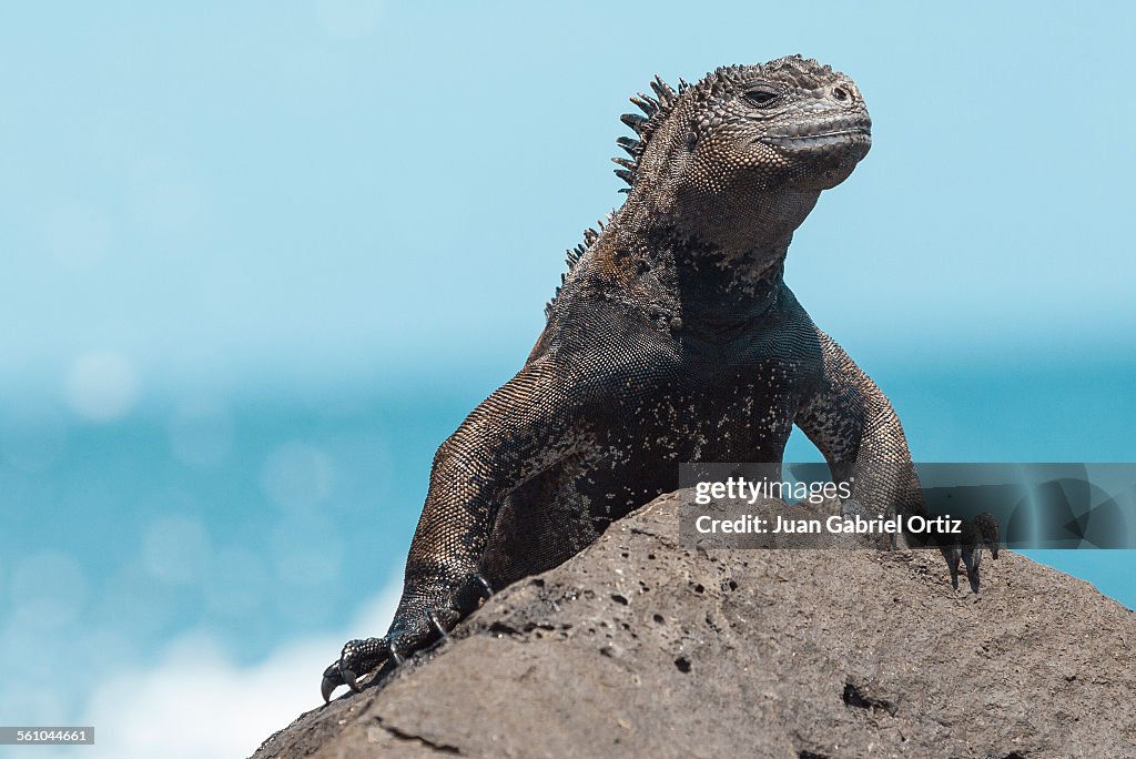 Iguana