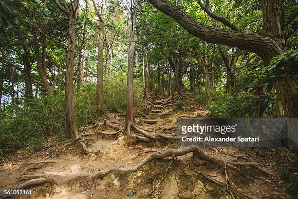 old tree roots in a forest in kamakura, japan - präfektur kanagawa stock-fotos und bilder
