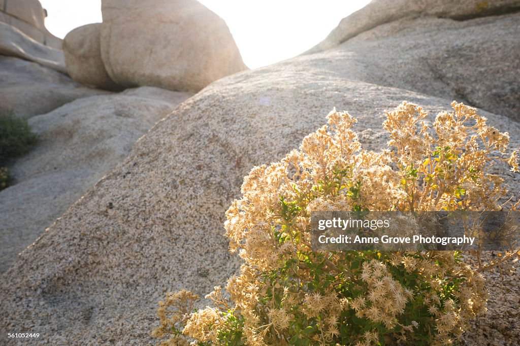 Flowers nestled on a boulder