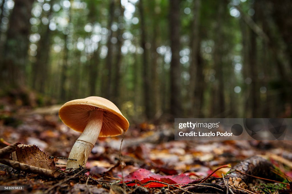 Mushroom growing in forest