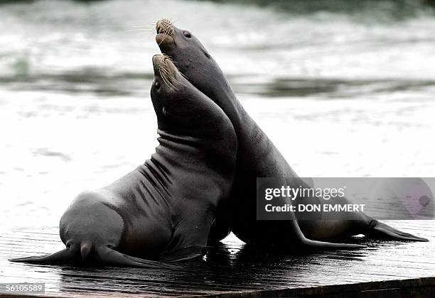 Pair of California Sea Lions sits on a dock on Pier 39, 06 November 2005, in San Francisco, CA. Hundreds of the Sea Lions rest on the docks and have...