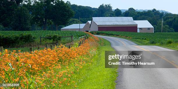 country road lined with lilies, barns and trees - kentucky road stock pictures, royalty-free photos & images