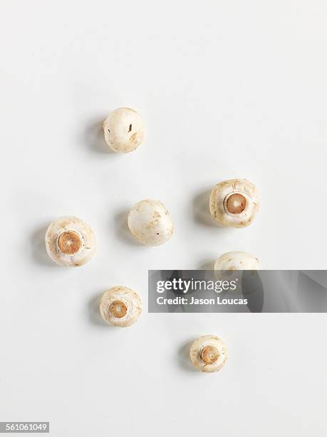 mushrooms - white mushroom imagens e fotografias de stock