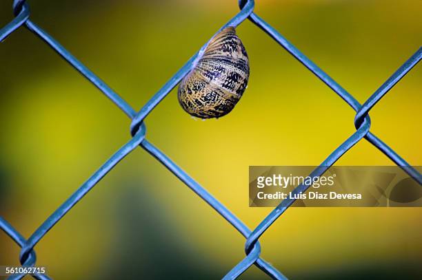 the snail - caracol gigante africano fotografías e imágenes de stock