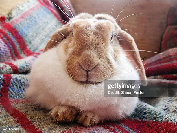 Pet Rabbit Uk 481 Pet Rabbit Uk Stock Photos, High-Res Pictures, and Images - Getty ...
