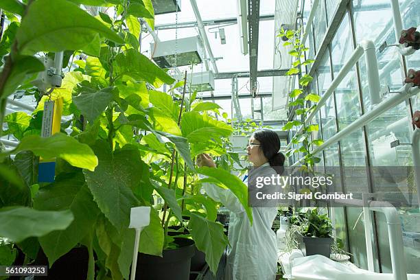 female scientist testing plant sample in greenhouse lab - baden wurttemberg stock pictures, royalty-free photos & images