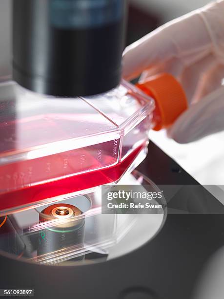 Using Inverted Microscope 65 Inverted Microscope Stock Photos, High-Res Pictures, and Images ...