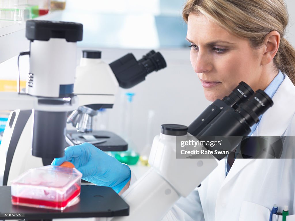 Scientist viewing stem cell cultures growing in growth medium under a inverted microscope in a laboratory