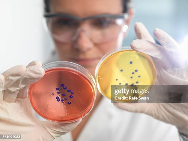 scientist examining set of petri dishes in microbiology lab - mikroorganismus stock-fotos und bilder
