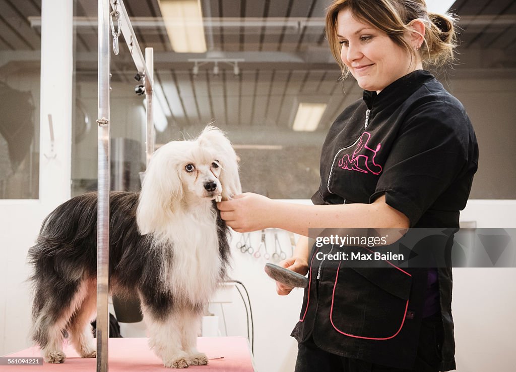 Portrait of dog and groomer in dog grooming salon