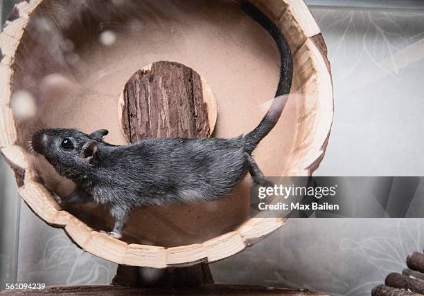 gerbil running on wooden wheel - gerbil stock pictures, royalty-free photos & images