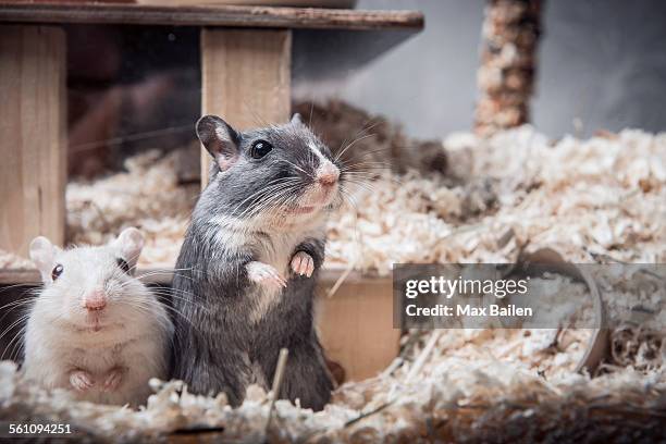 gerbil cage for two