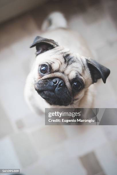 dog looking up at camera - pug looking up stock pictures, royalty-free photos & images