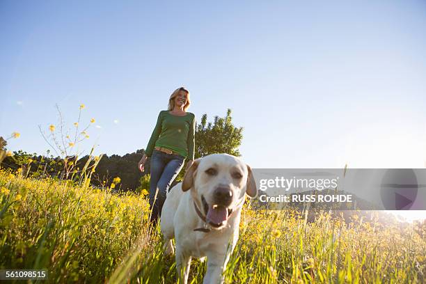mature woman walking labrador retriever in sunlit wildflower meadow - vida sencilla fotografías e imágenes de stock