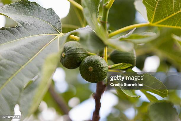 fig tree - fig tree stock pictures, royalty-free photos & images