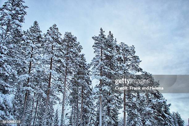 view of snow covered trees, hemavan, sweden - hemavan stock pictures, royalty-free photos & images