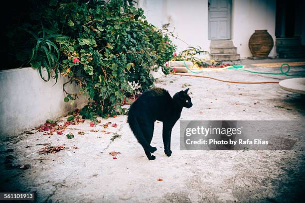 frightened black cat - bending over backwards stockfoto's en -beelden