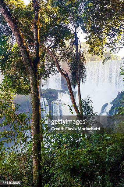iguazú waterfalls in argentina, south america - iguazú stock pictures, royalty-free photos & images