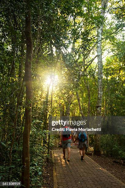 trail on iguazú national park - iguazú stock pictures, royalty-free photos & images