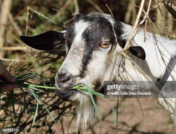 white goat - flehmen behaviour foto e immagini stock