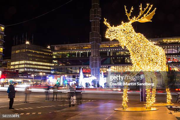 stockholm and the moose - moose swedish stock pictures, royalty-free photos & images