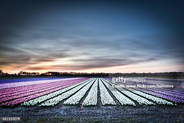 hyacinth fields - lisse bildbanksfoton och bilder
