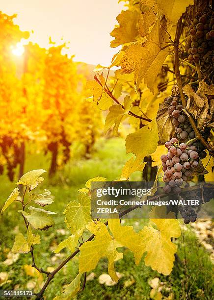 close up of grapes and autumn vines on route des vins dalsace, france - vineyard leafs stock pictures, royalty-free photos & images