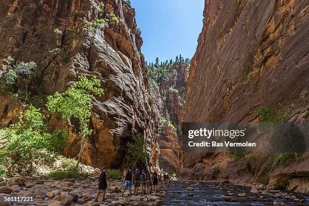 hiking in zion, the narrows - estrechos de zion fotografías e imágenes de stock